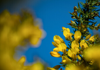 yellow flower on blue sky