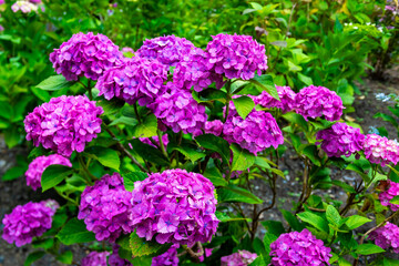 京都市の藤森神社で6月に見た、紫色の紫陽花