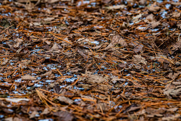 北海道　苫小牧北大研究林