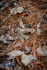 北海道　苫小牧北大研究林