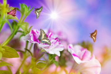 Colorful striped petunia with flying butterflies .Natural beauty spring background in pink and blue tones .