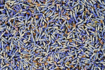 Dried Lavender .Food background