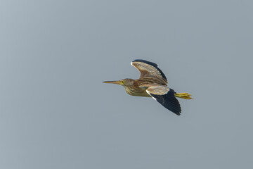 Yellow bittern in flight