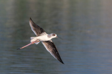 Black-winged stilt in flight above the water 