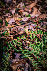 北海道　苫小牧北大研究林