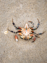 Upside down crustacean, crab, on the sandy beach