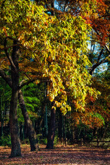 秋の空の下、紅葉した木立の美しい風景