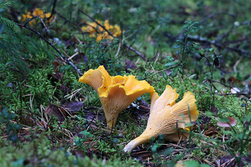 Chanterelle, Cantharellus cibarius, also known as golden chanterelle, wild edible mushroom from...