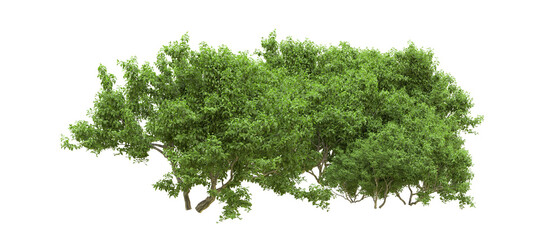 Green forest isolated on background. 3d rendering - illustration