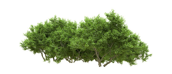 Green forest isolated on background. 3d rendering - illustration