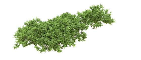 Green forest isolated on background. 3d rendering - illustration