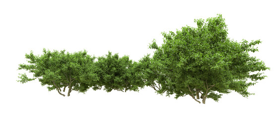 Fototapeta premium Green forest isolated on background. 3d rendering - illustration