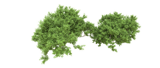 Green forest isolated on background. 3d rendering - illustration