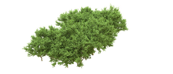 Obraz premium Green forest isolated on background. 3d rendering - illustration