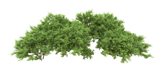 Green forest isolated on background. 3d rendering - illustration