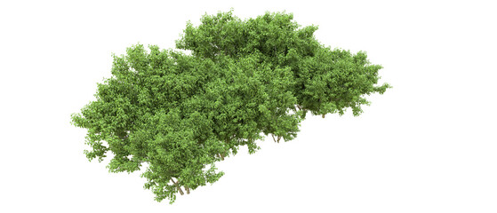 Green forest isolated on background. 3d rendering - illustration