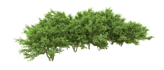 Green forest isolated on background. 3d rendering - illustration