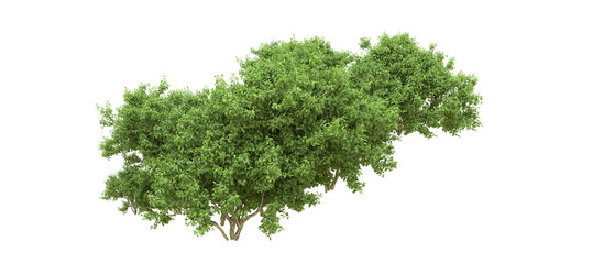 Green forest isolated on background. 3d rendering - illustration