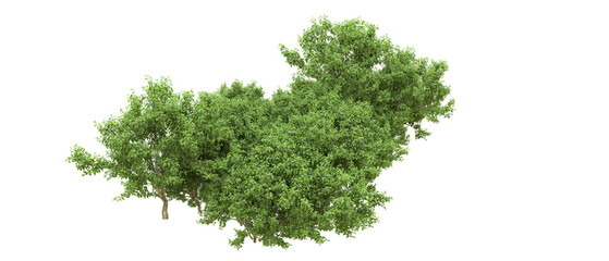 Green forest isolated on background. 3d rendering - illustration