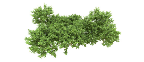 Green forest isolated on background. 3d rendering - illustration