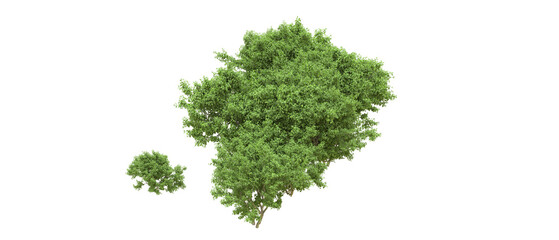 Green forest isolated on background. 3d rendering - illustration