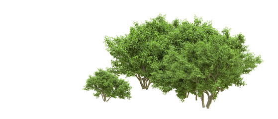 Green forest isolated on background. 3d rendering - illustration