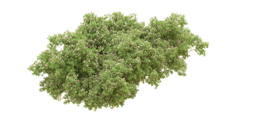 Obraz premium Green forest isolated on background. 3d rendering - illustration