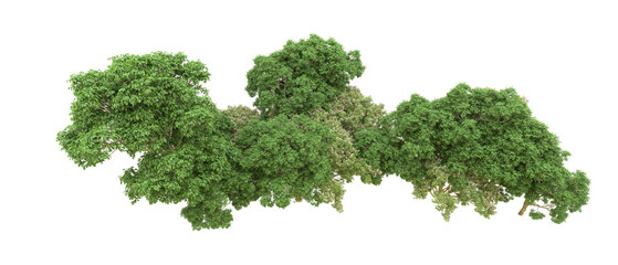 Green forest isolated on background. 3d rendering - illustration