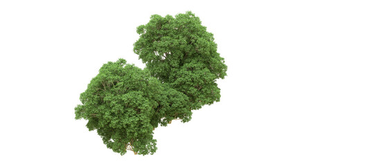 Fototapeta premium Green forest isolated on background. 3d rendering - illustration
