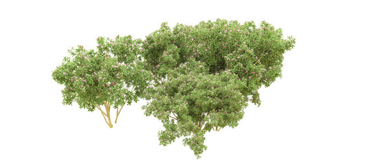 Green forest isolated on background. 3d rendering - illustration