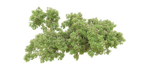 Green forest isolated on background. 3d rendering - illustration