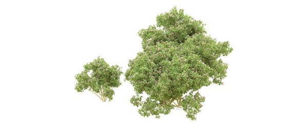 Green forest isolated on background. 3d rendering - illustration