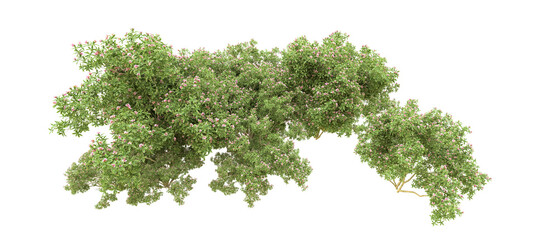 Green forest isolated on background. 3d rendering - illustration