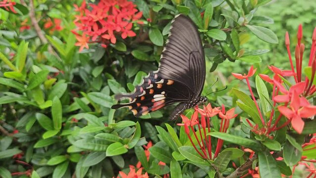 Beauty In Nature, Butterfly on flower