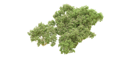 Green forest isolated on background. 3d rendering - illustration