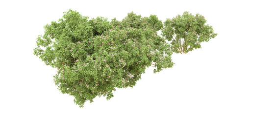 Obraz premium Green forest isolated on background. 3d rendering - illustration