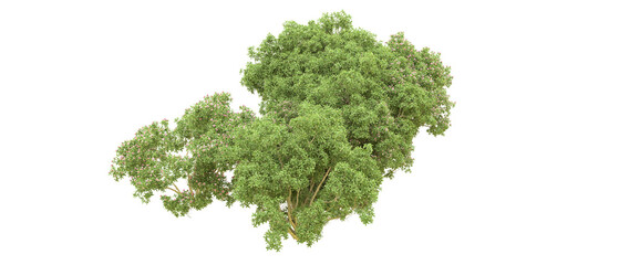 Obraz premium Green forest isolated on background. 3d rendering - illustration