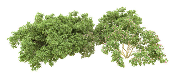 Green forest isolated on background. 3d rendering - illustration