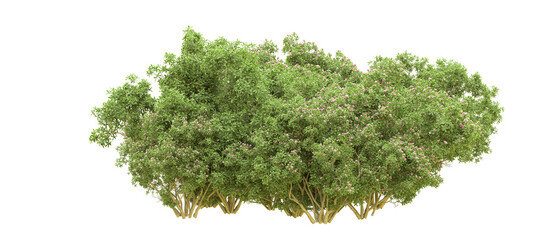 Obraz premium Green forest isolated on background. 3d rendering - illustration