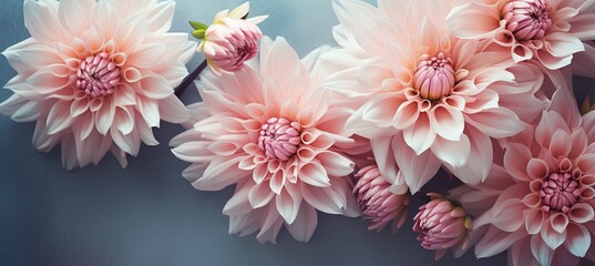 Pink flowers on blurred background for valentines, mothers, womens day flat lay with copy space.