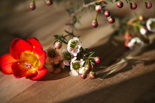 beautiful spring flowers decorated on a wooden board, cherry blossom, red fresia