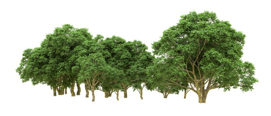 Green forest isolated on background. 3d rendering - illustration