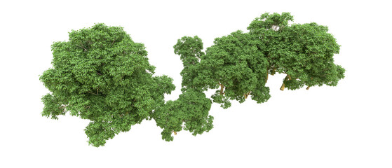 Obraz premium Green forest isolated on background. 3d rendering - illustration