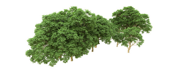 Green forest isolated on background. 3d rendering - illustration