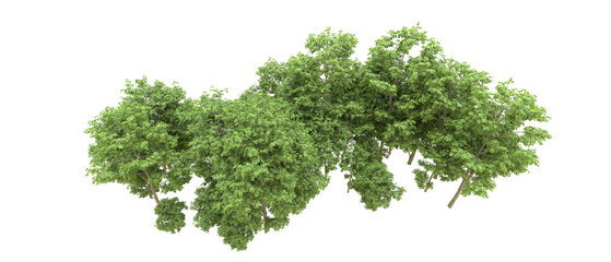 Green forest isolated on background. 3d rendering - illustration