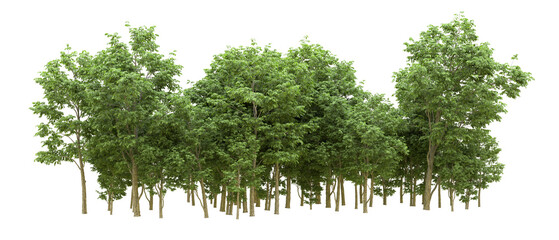 Green forest isolated on background. 3d rendering - illustration - obrazy, fototapety, plakaty