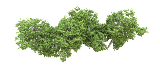 Green forest isolated on background. 3d rendering - illustration