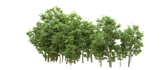 Green forest isolated on background. 3d rendering - illustration