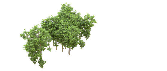 Fototapeta premium Green forest isolated on background. 3d rendering - illustration