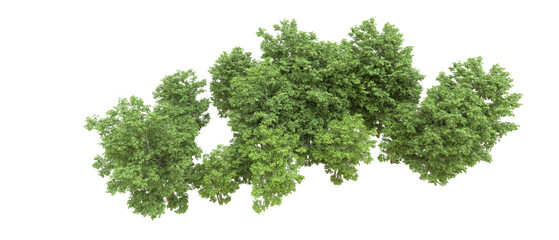 Green forest isolated on background. 3d rendering - illustration